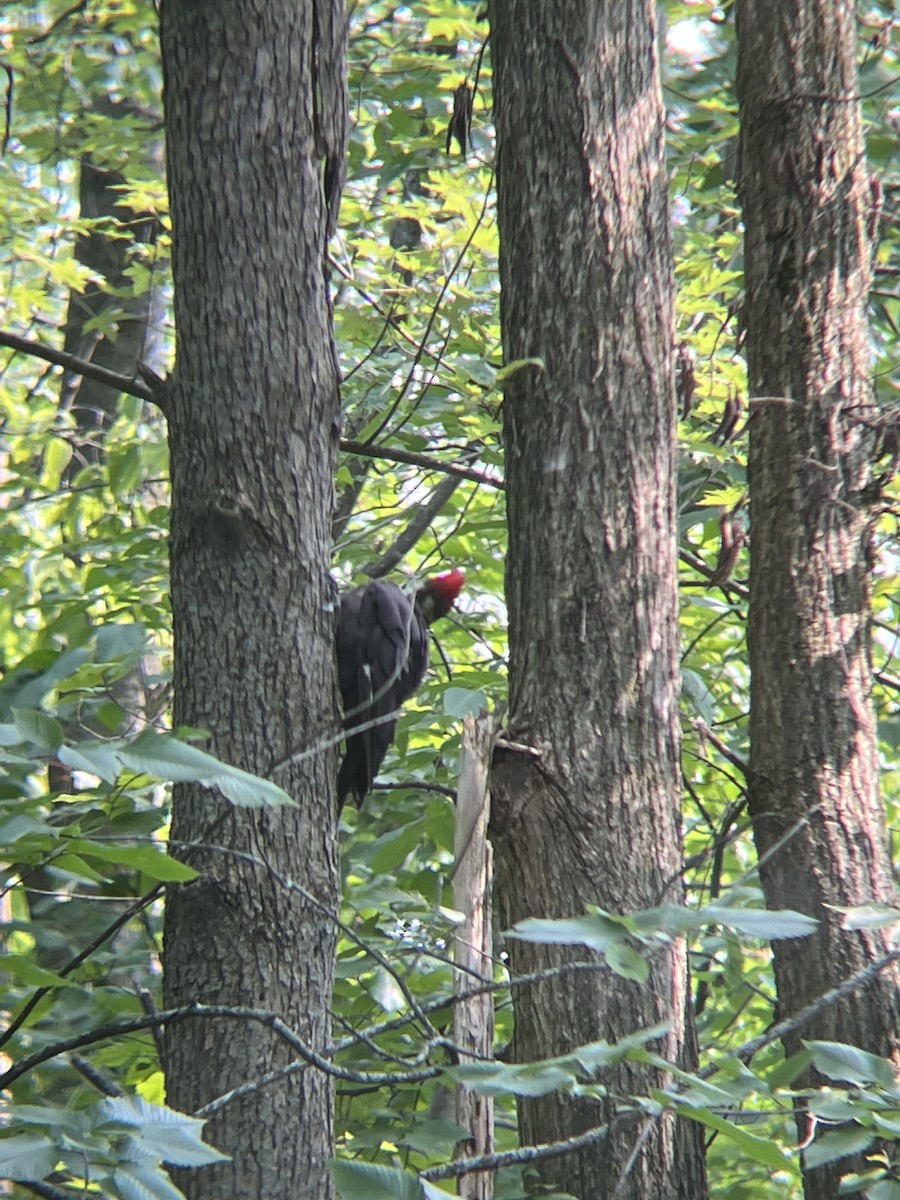 Pileated Woodpecker - ML599783511