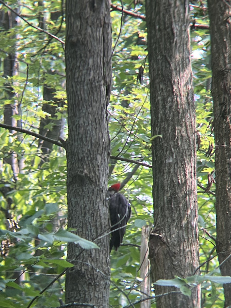Pileated Woodpecker - ML599783521