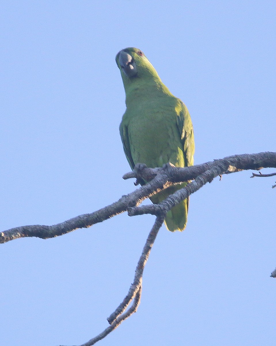 Short-tailed Parrot - ML599784021