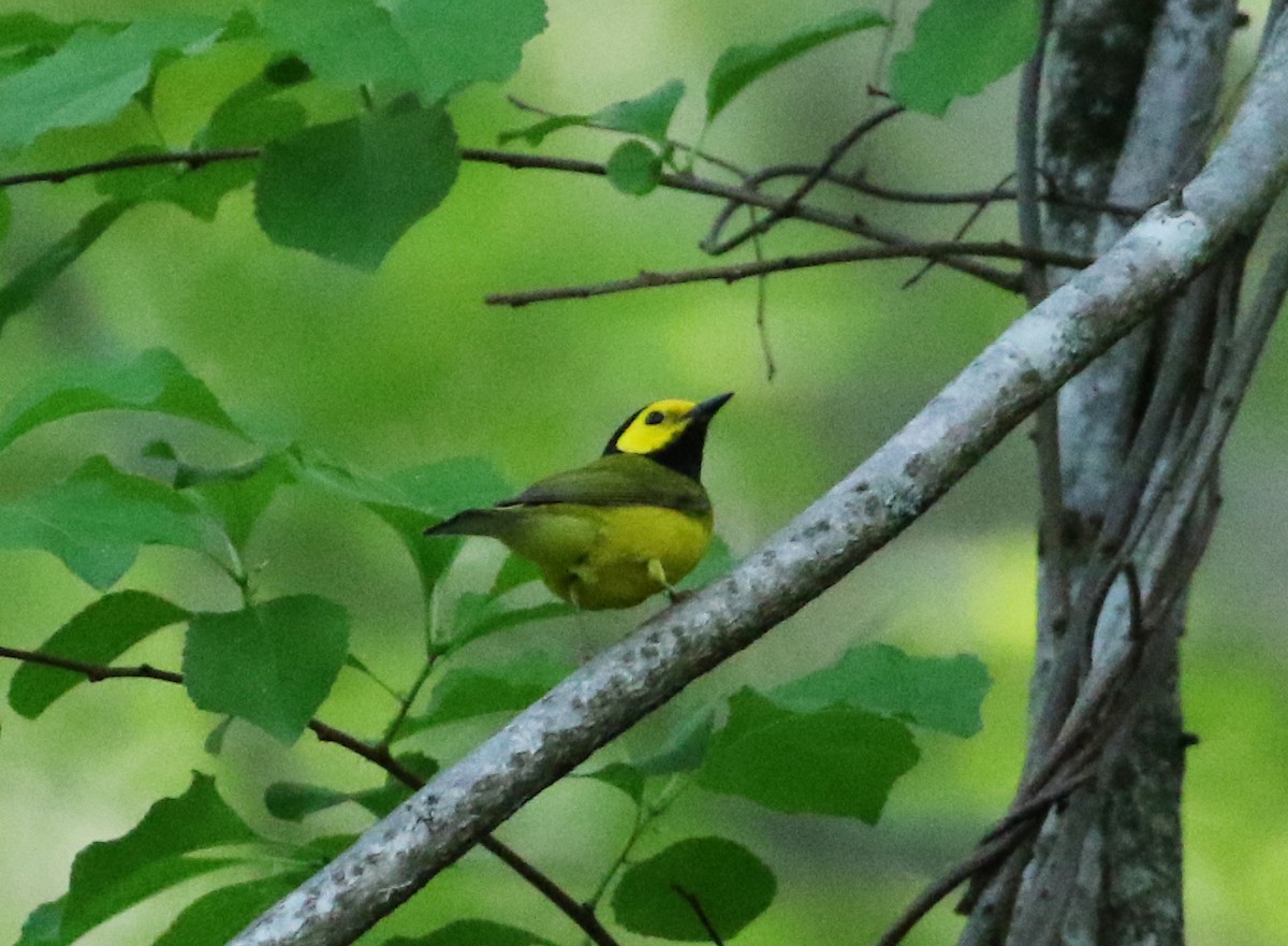 Hooded Warbler - Anthony Vicciarelli