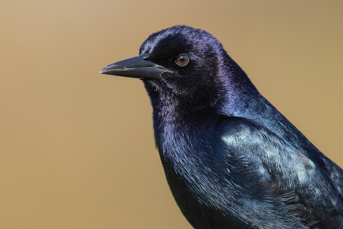 Boat-tailed Grackle - ML599789961