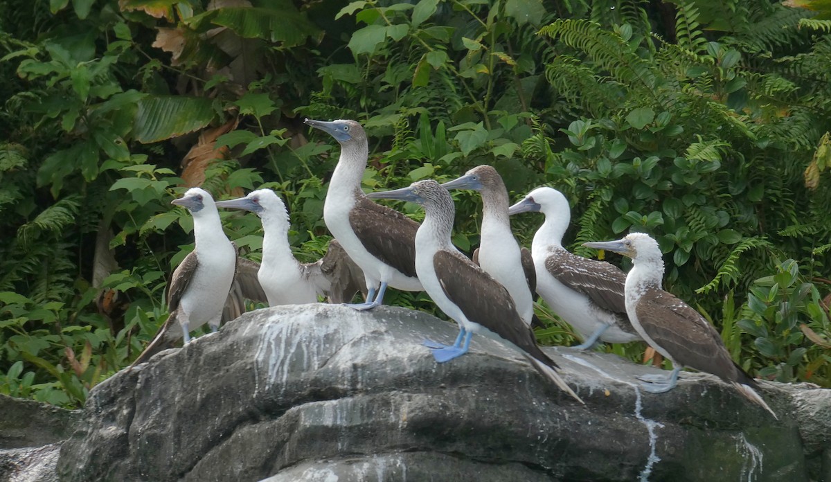 Blue-footed Booby - ML599799501
