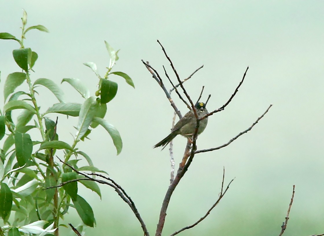 Golden-crowned Sparrow - Brad Bergstrom