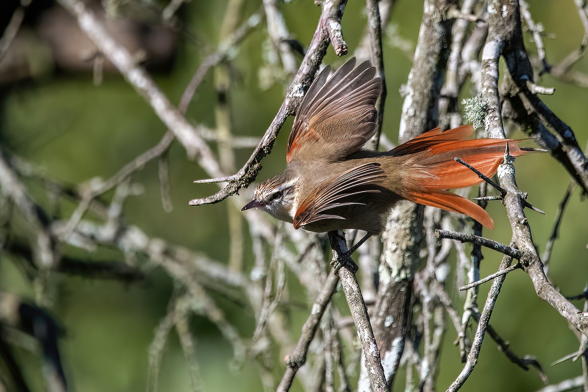 Stripe-crowned Spinetail - Raphael Kurz -  Aves do Sul
