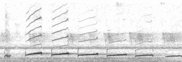 Анаперо-довгокрил рудочеревий - ML59981