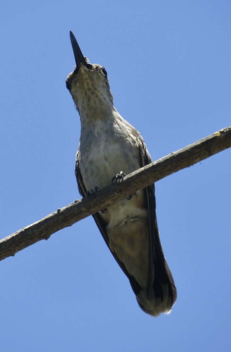 Black-chinned Hummingbird - ML599810291