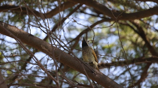 Black-necked Woodpecker - ML599810661