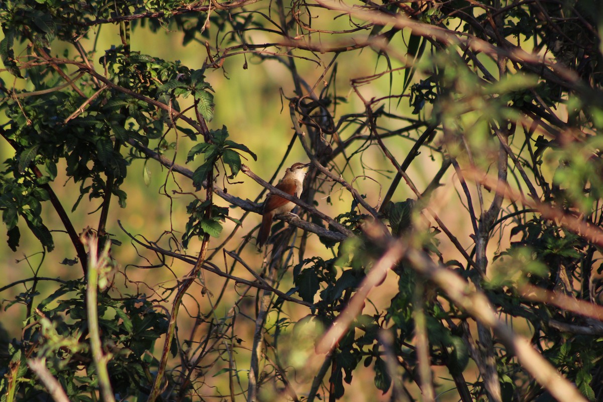 Yellow-chinned Spinetail - ML599812181