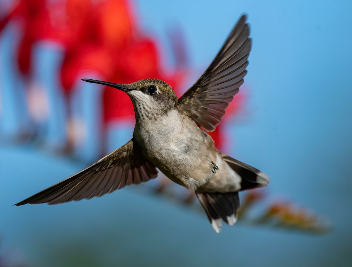 Ruby-throated Hummingbird - ML599812301