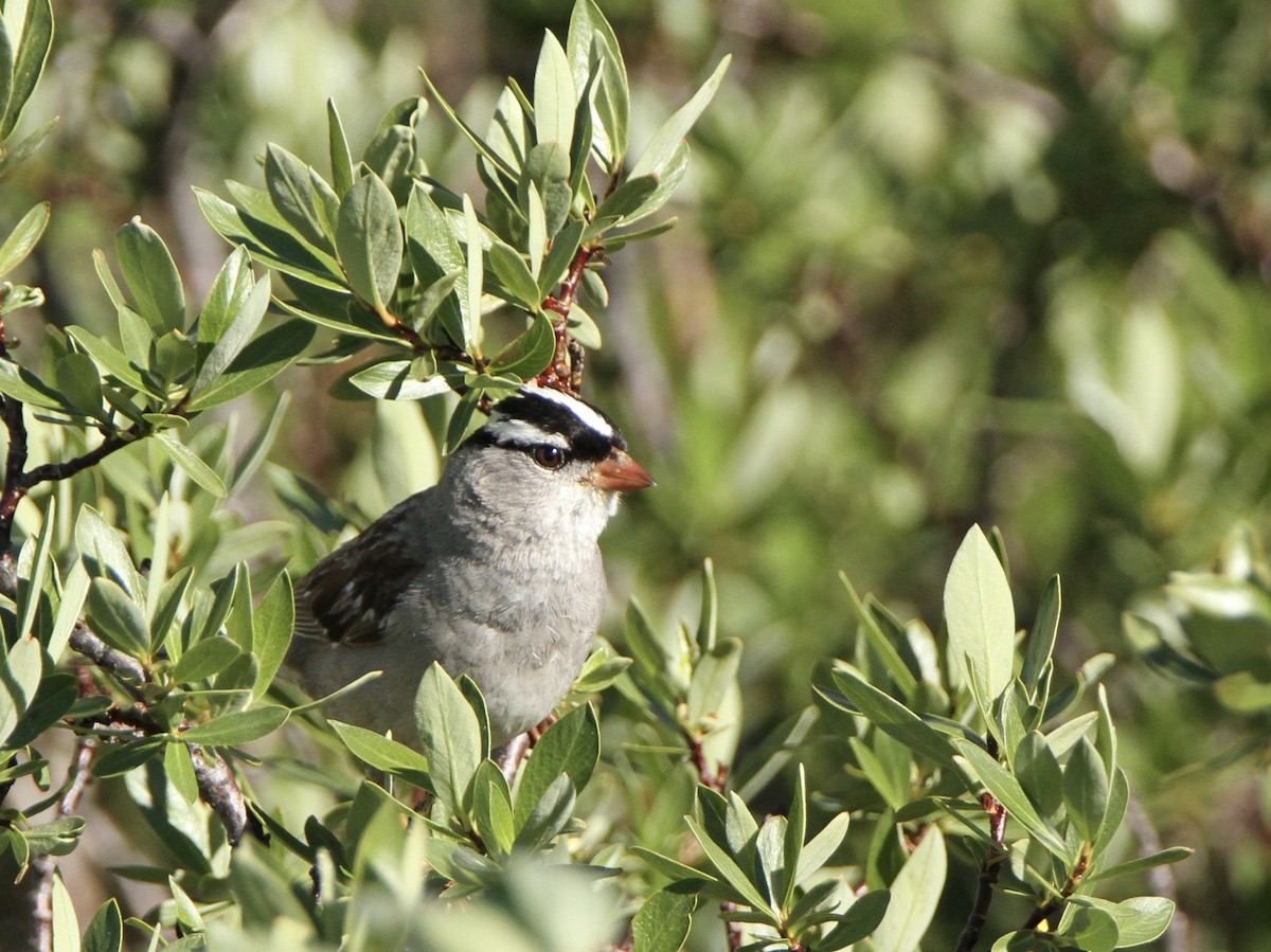 White-crowned Sparrow - ML599812651