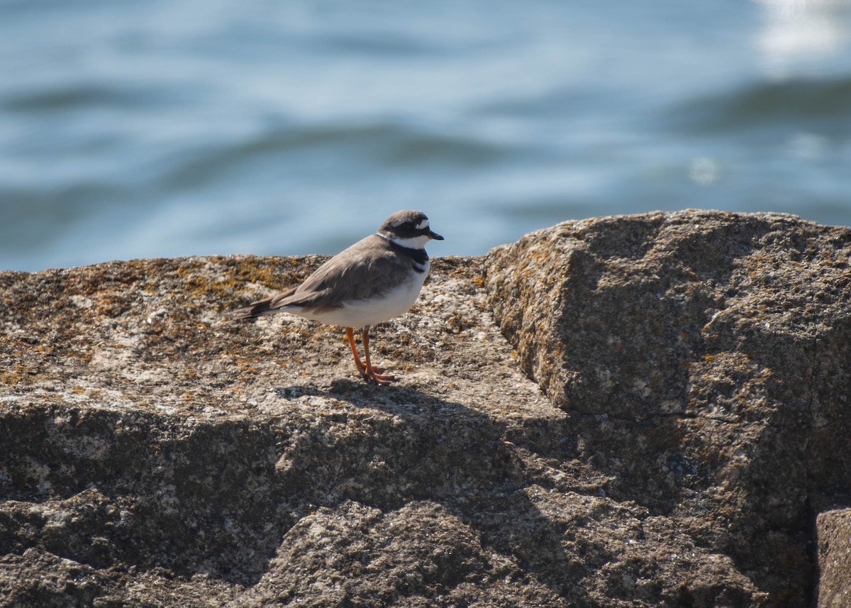 Common Ringed Plover - ML599813211