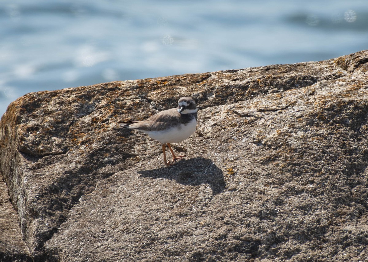 Common Ringed Plover - ML599813221