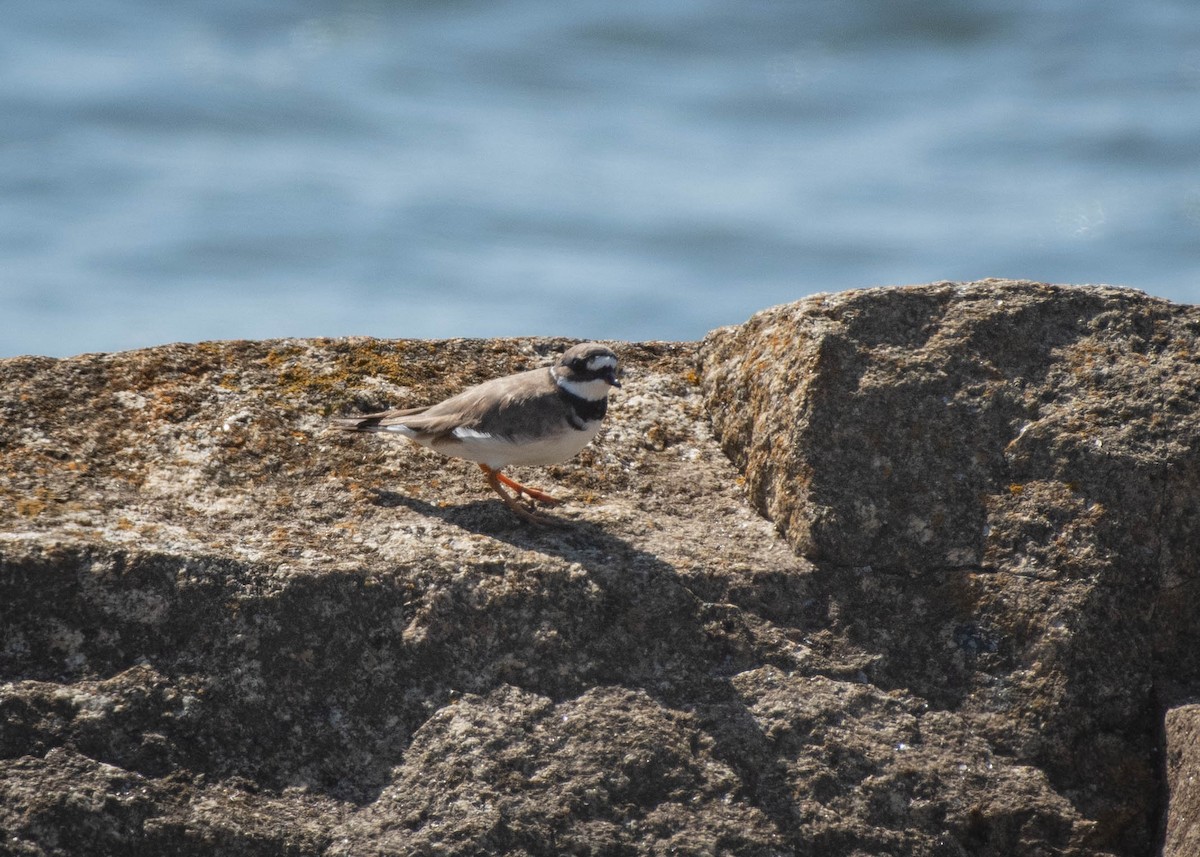 Common Ringed Plover - ML599813231
