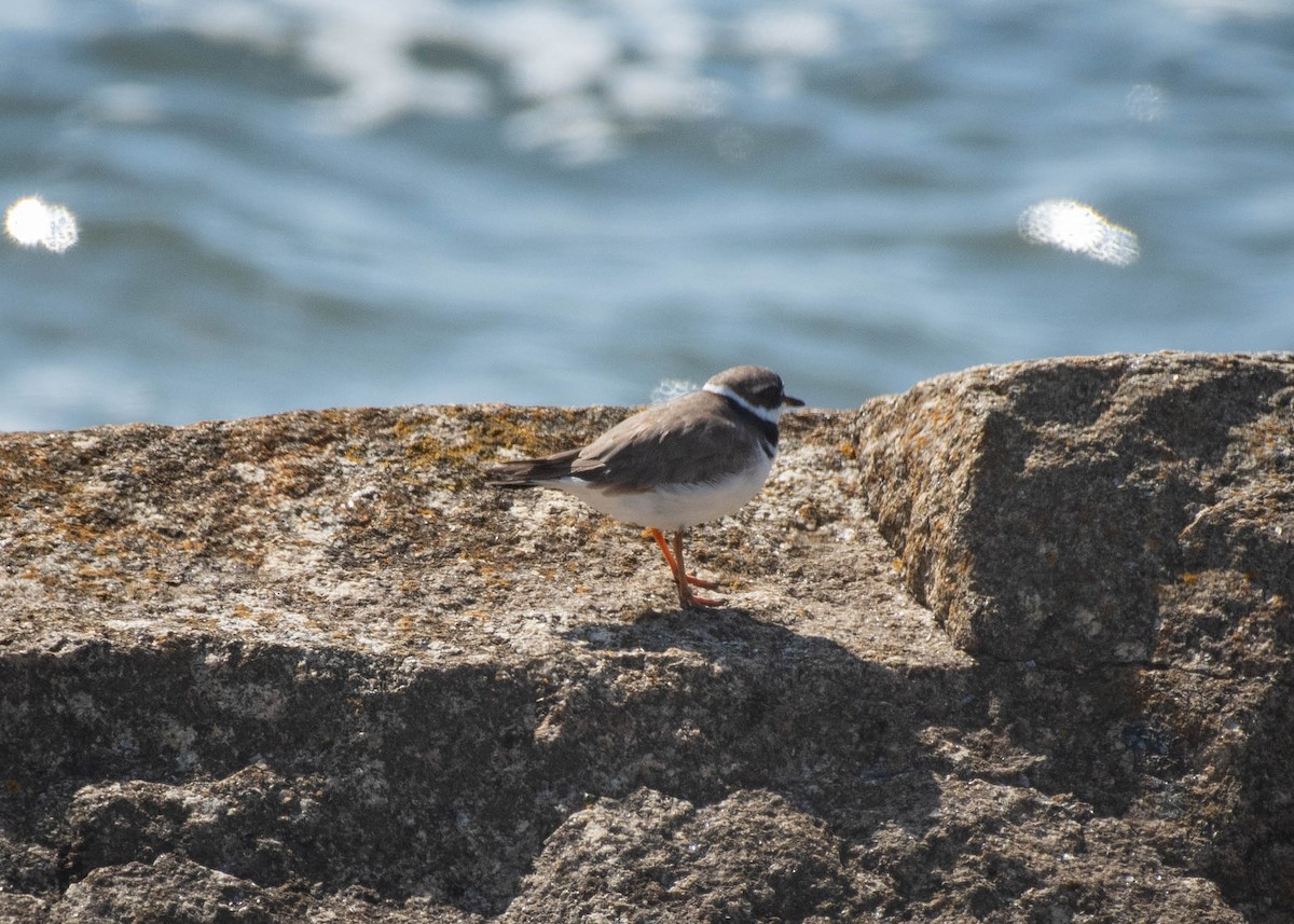 Common Ringed Plover - ML599813241