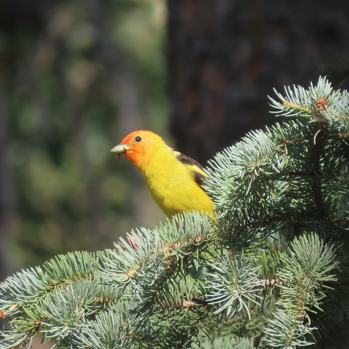 Western Tanager - ML599820481