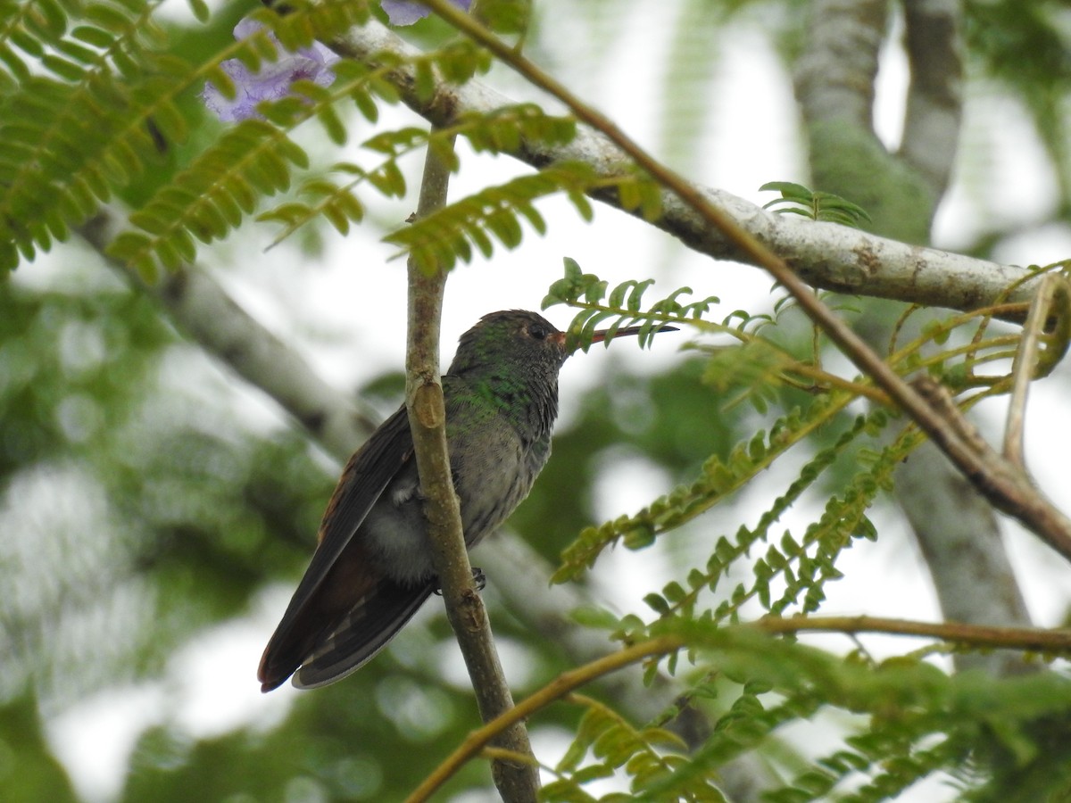 Rufous-tailed Hummingbird - ML599821101