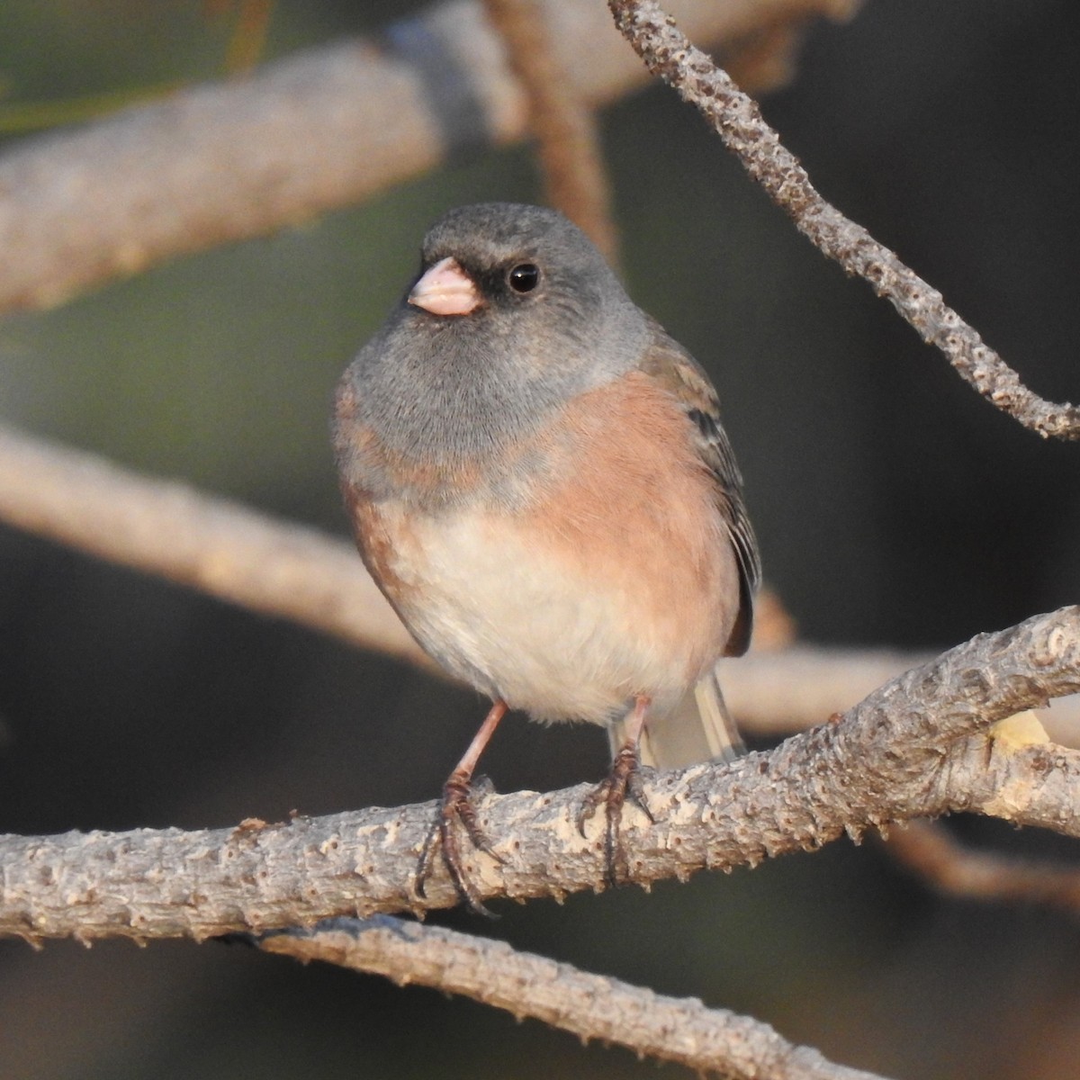 Dark-eyed Junco (Pink-sided) - ML599821641