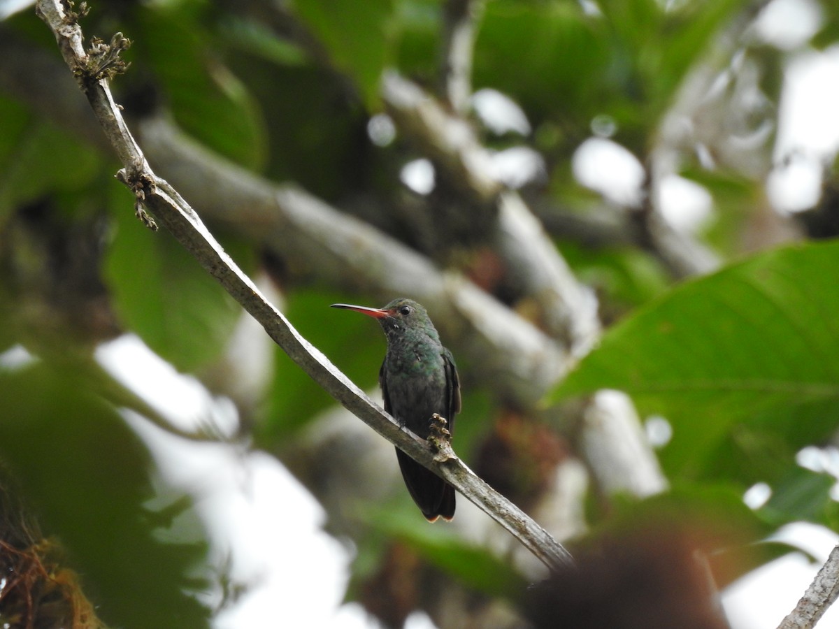 Rufous-tailed Hummingbird - ML599822561