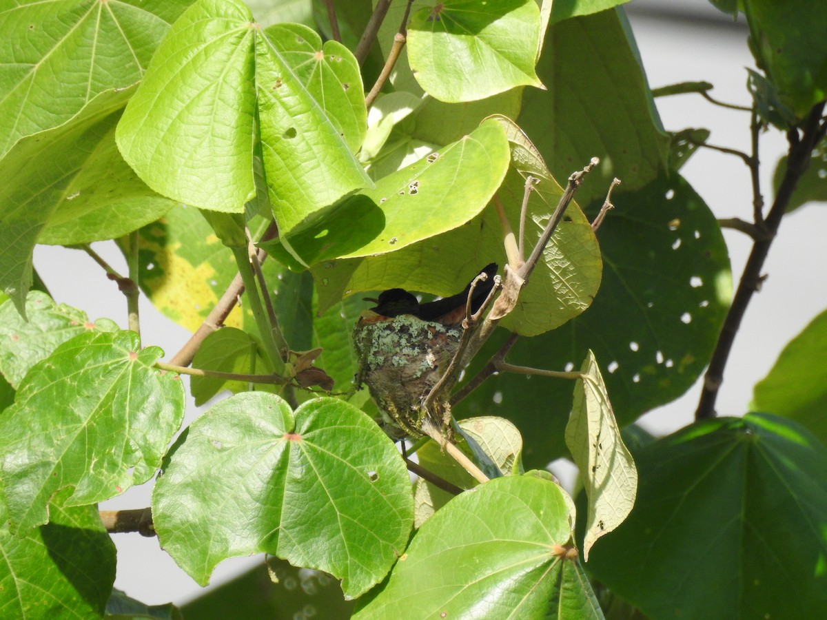 Rufous-tailed Hummingbird - ML599823491
