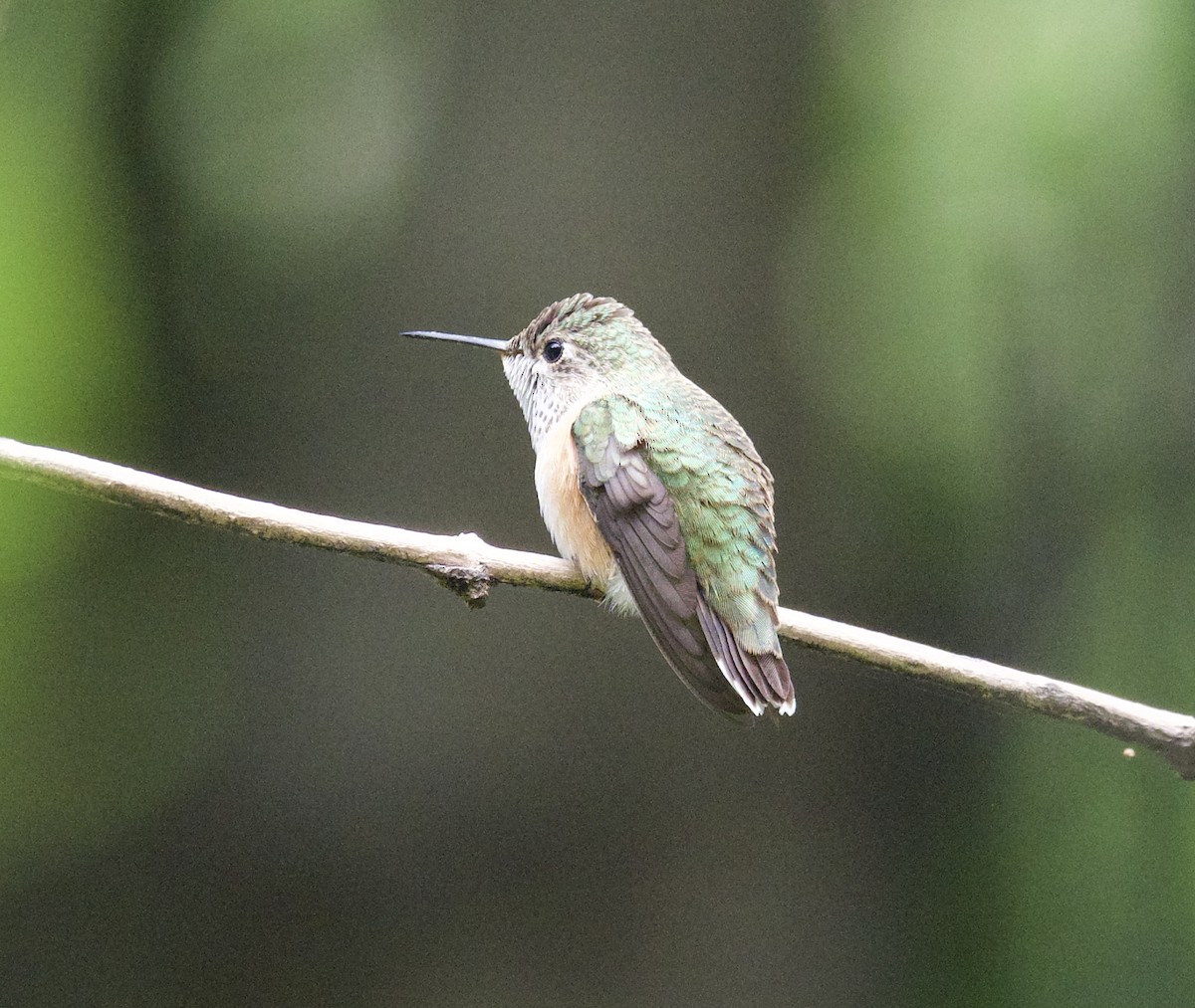 Calliope Hummingbird - ML599832181