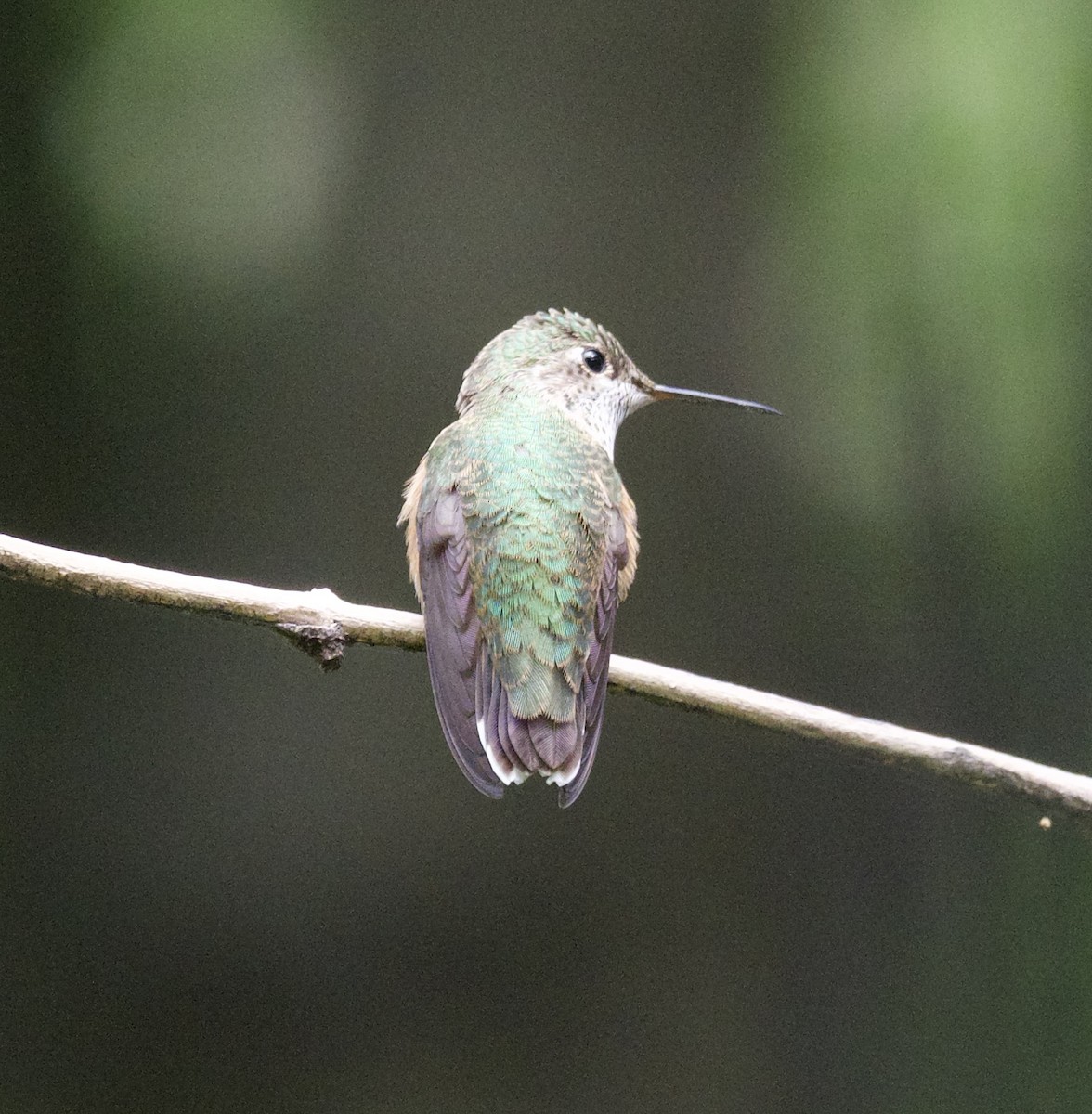Calliope Hummingbird - Yve Morrell