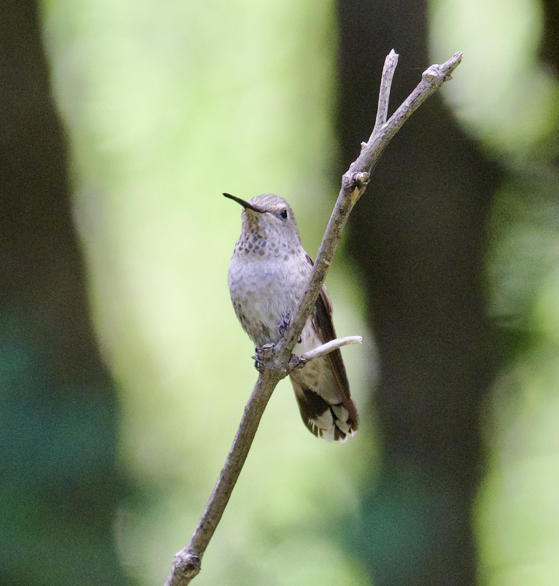 Anna's Hummingbird - ML599832311