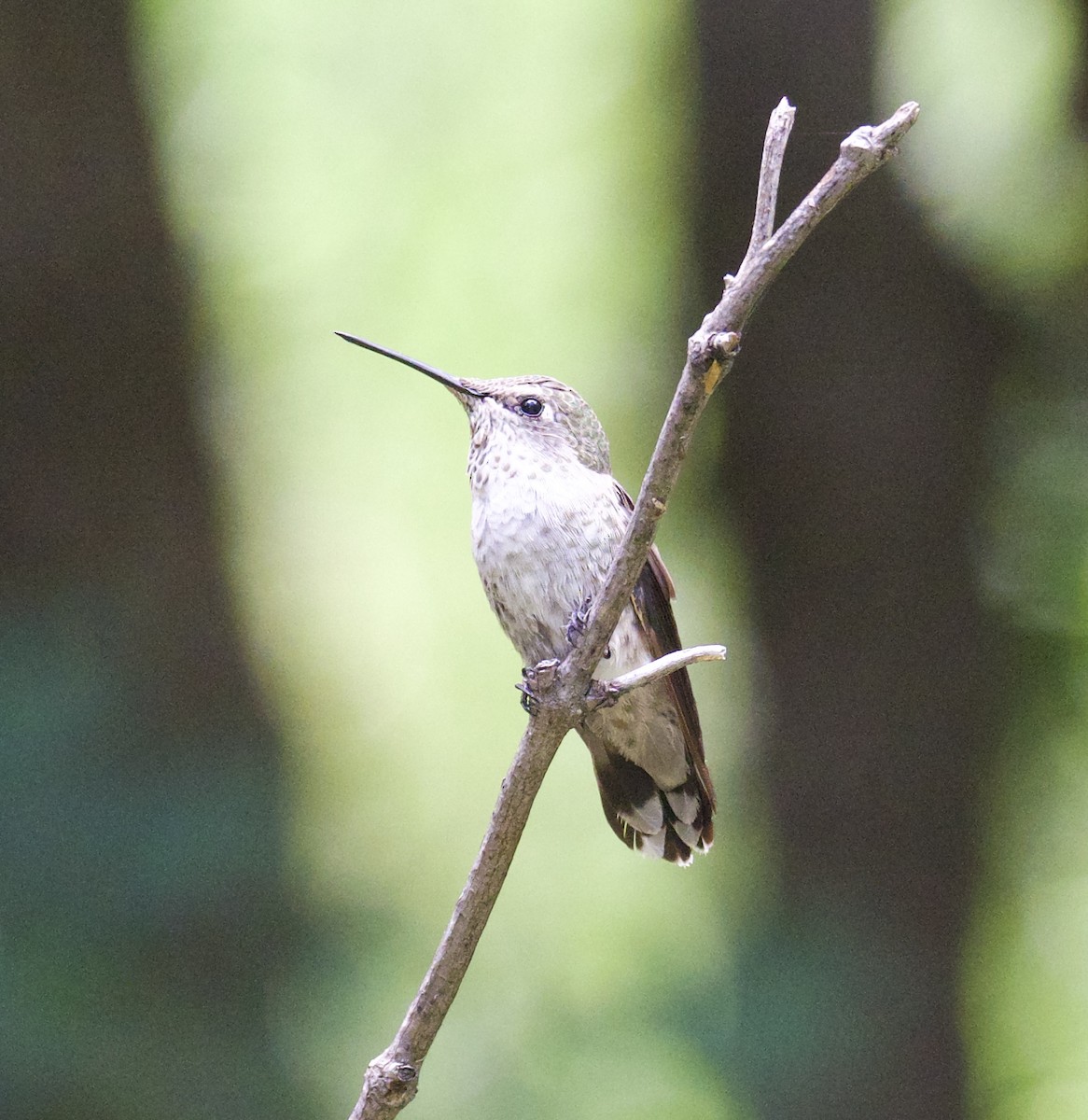 Anna's Hummingbird - ML599832321