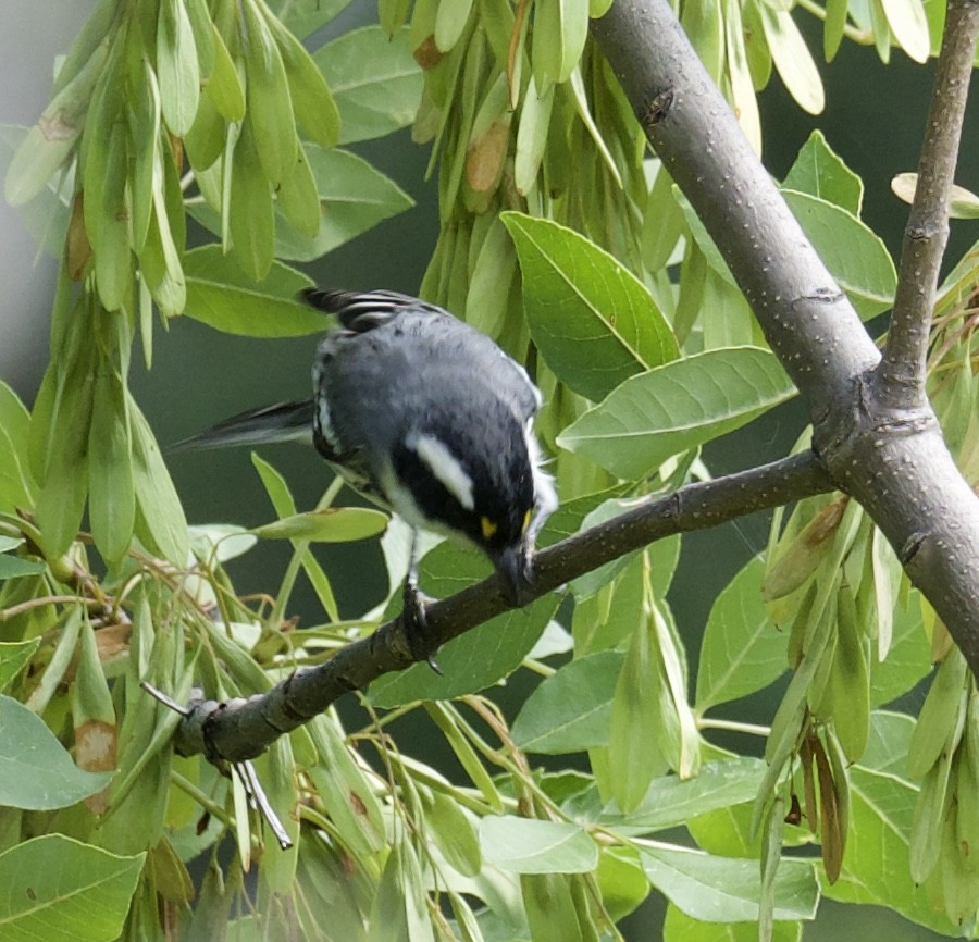 Black-throated Gray Warbler - Yve Morrell