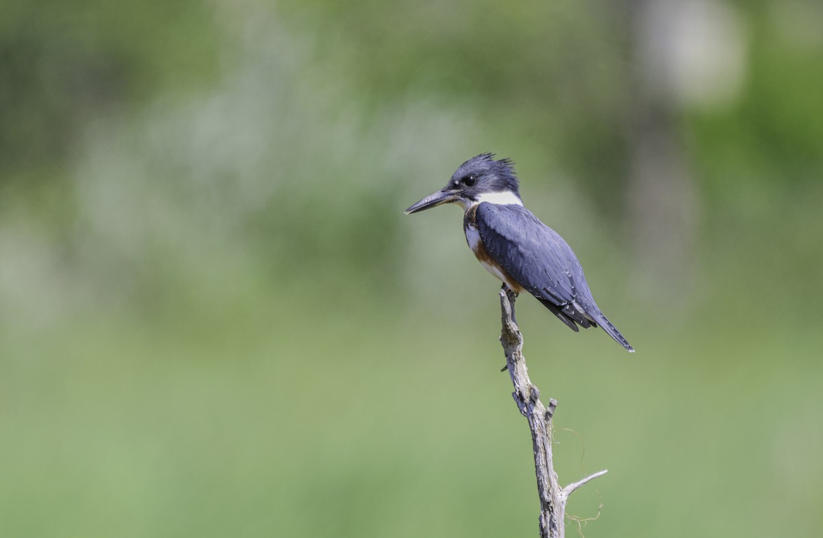 Belted Kingfisher - ML599834401