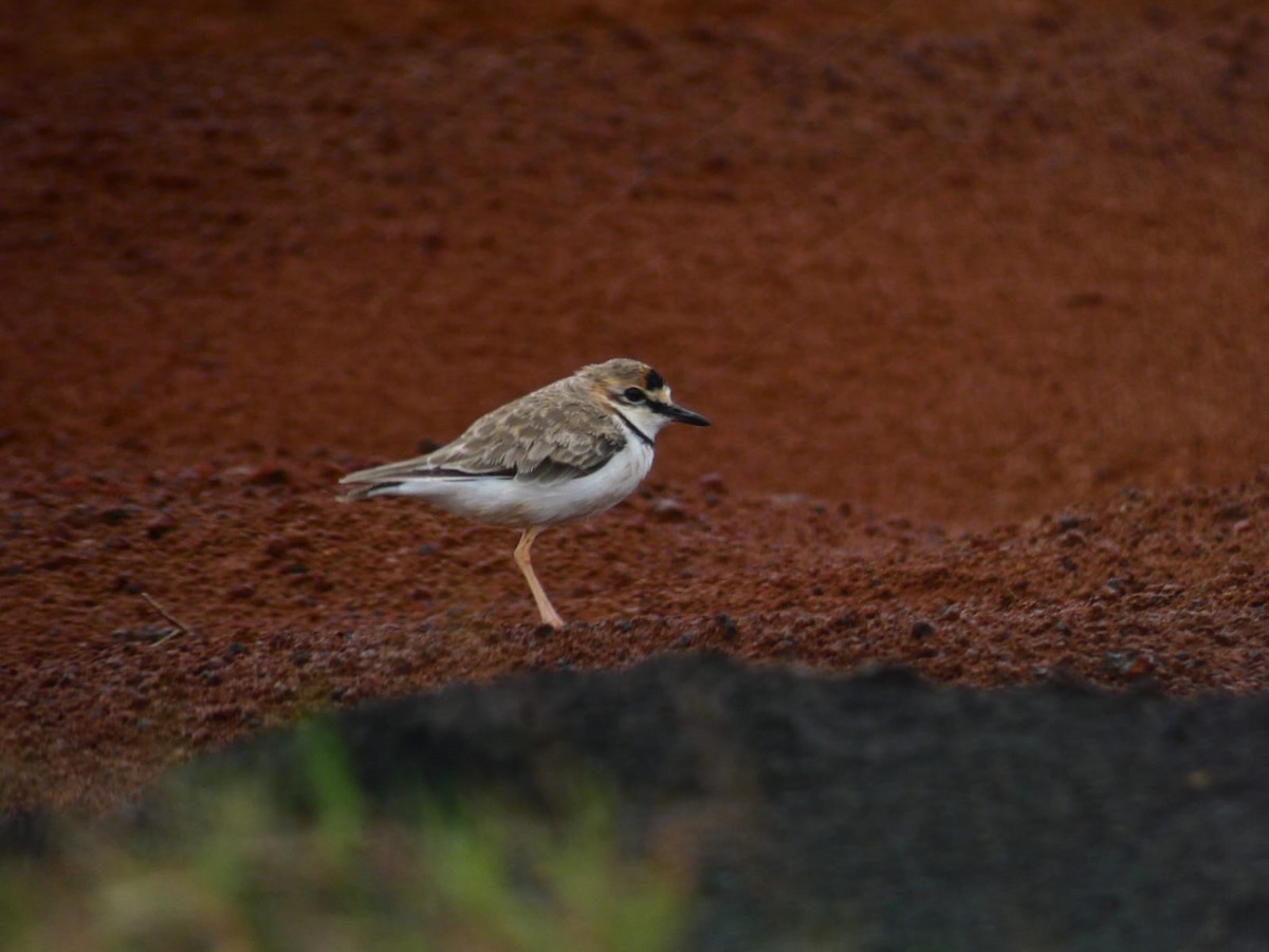 Collared Plover - ML599836771