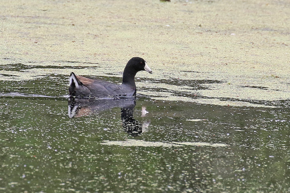 Ebird Checklist Aug Elkhorn Slough Estrada North Marsh