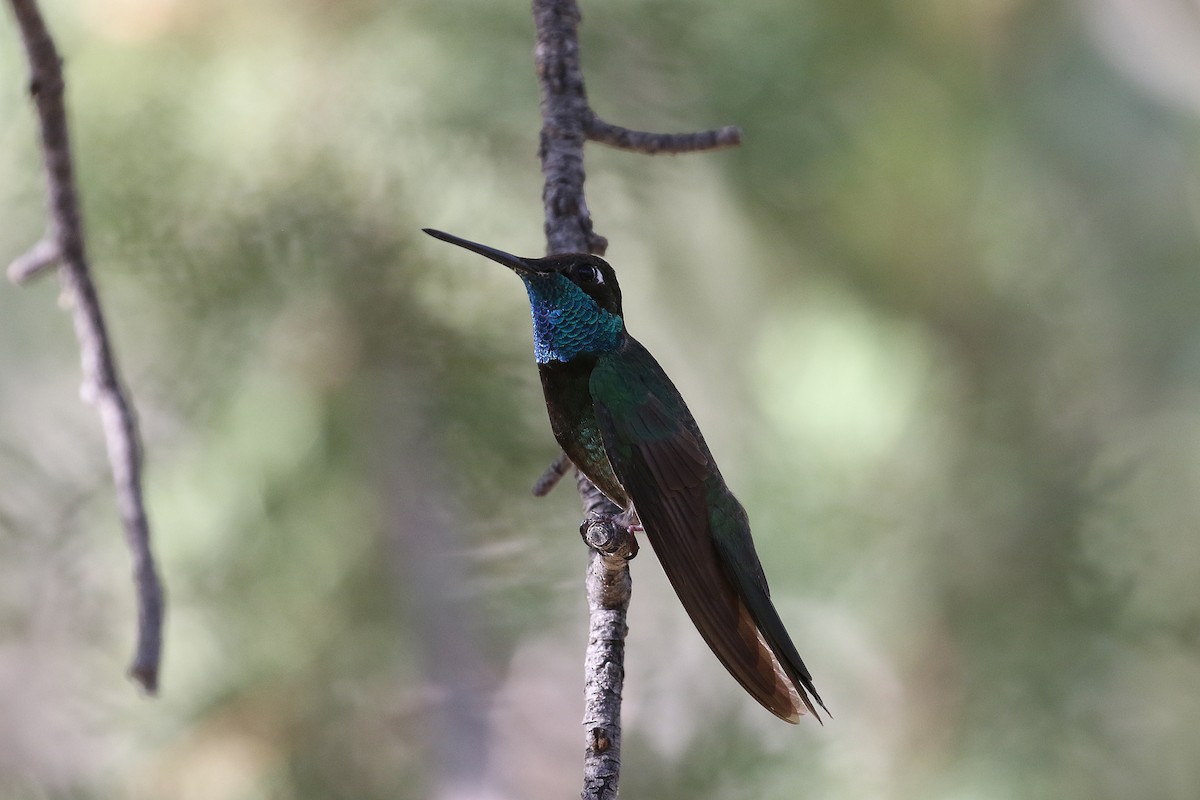 Ebird Checklist Jul Miller Canyon Beatty S Guest Ranch