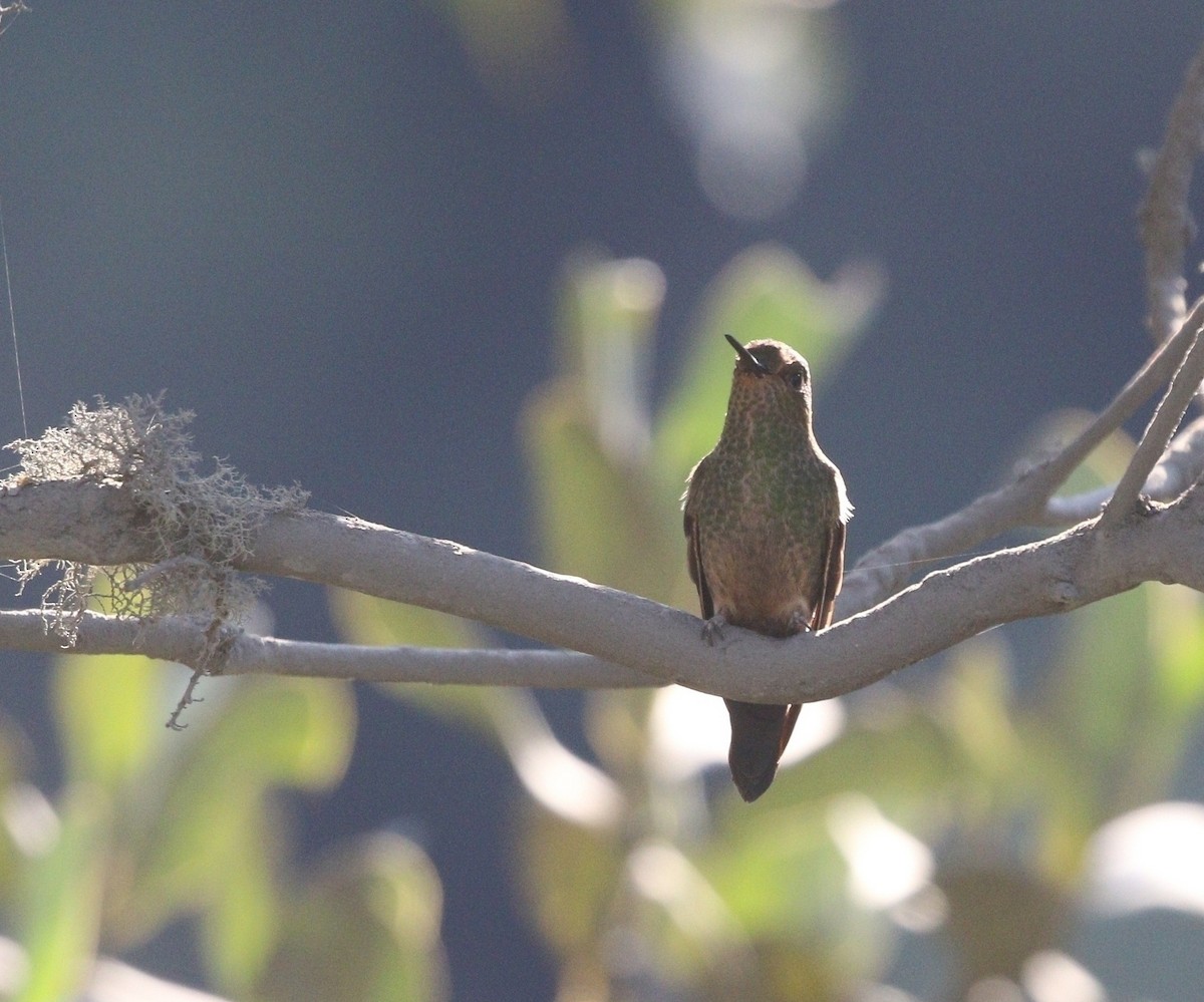 kolibřík světlerousý - ML599843201