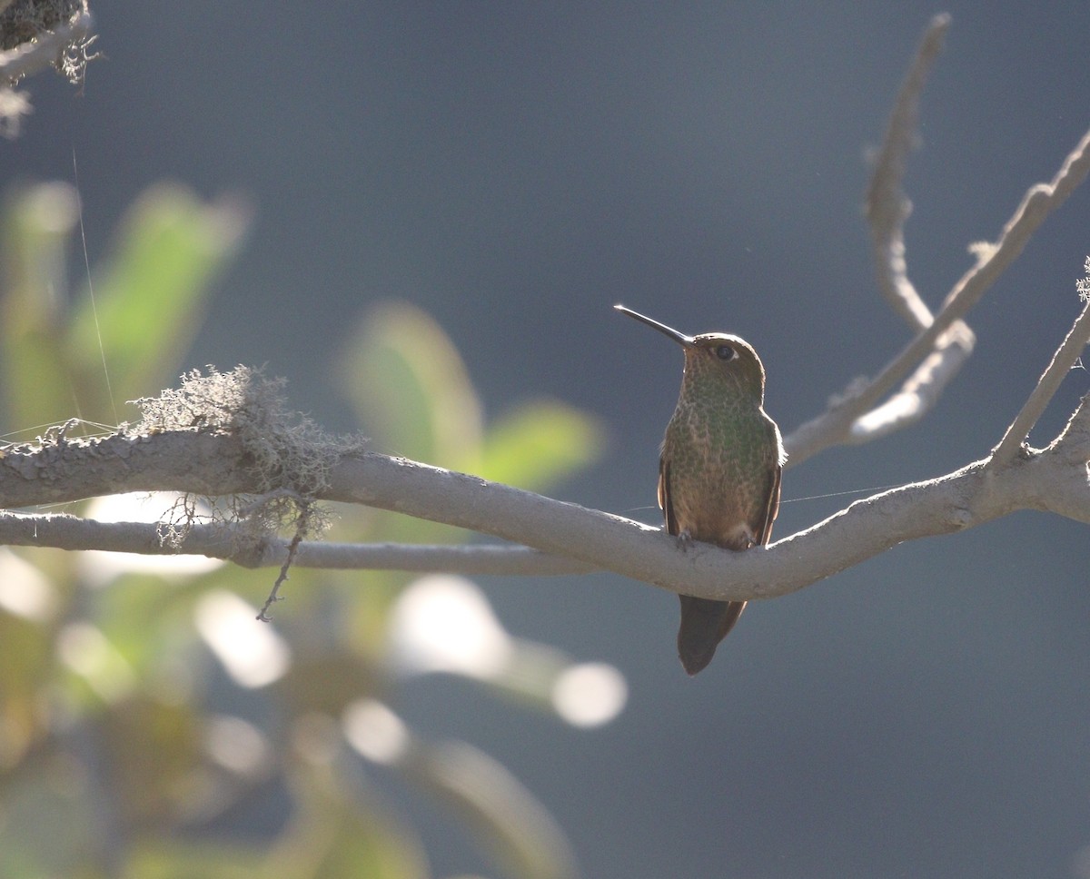 kolibřík světlerousý - ML599843241