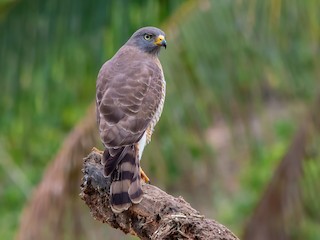  - Roadside Hawk