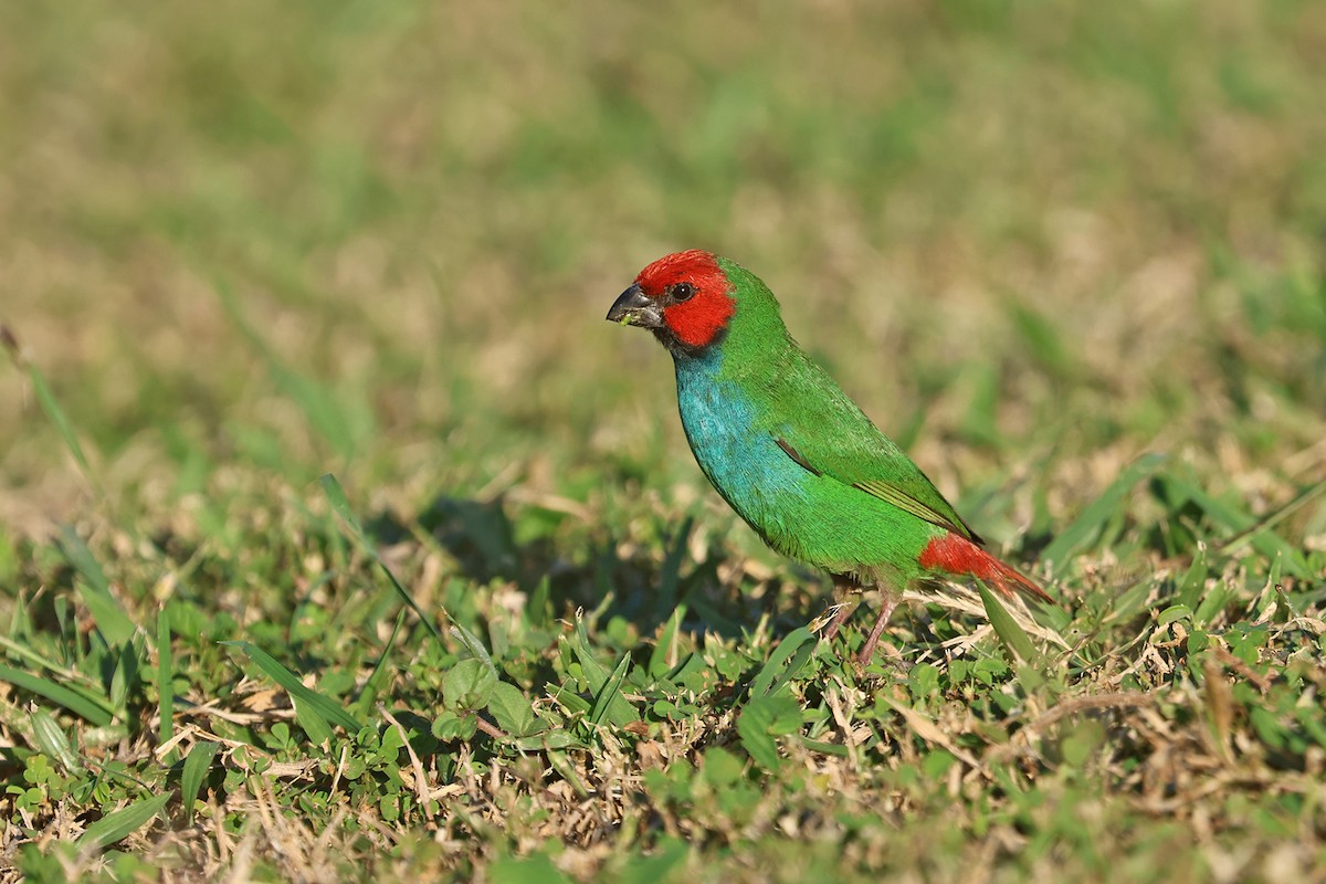 Fiji Parrotfinch - Charley Hesse TROPICAL BIRDING