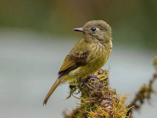 Olive-streaked Flycatcher - Mionectes olivaceus - Birds of the World