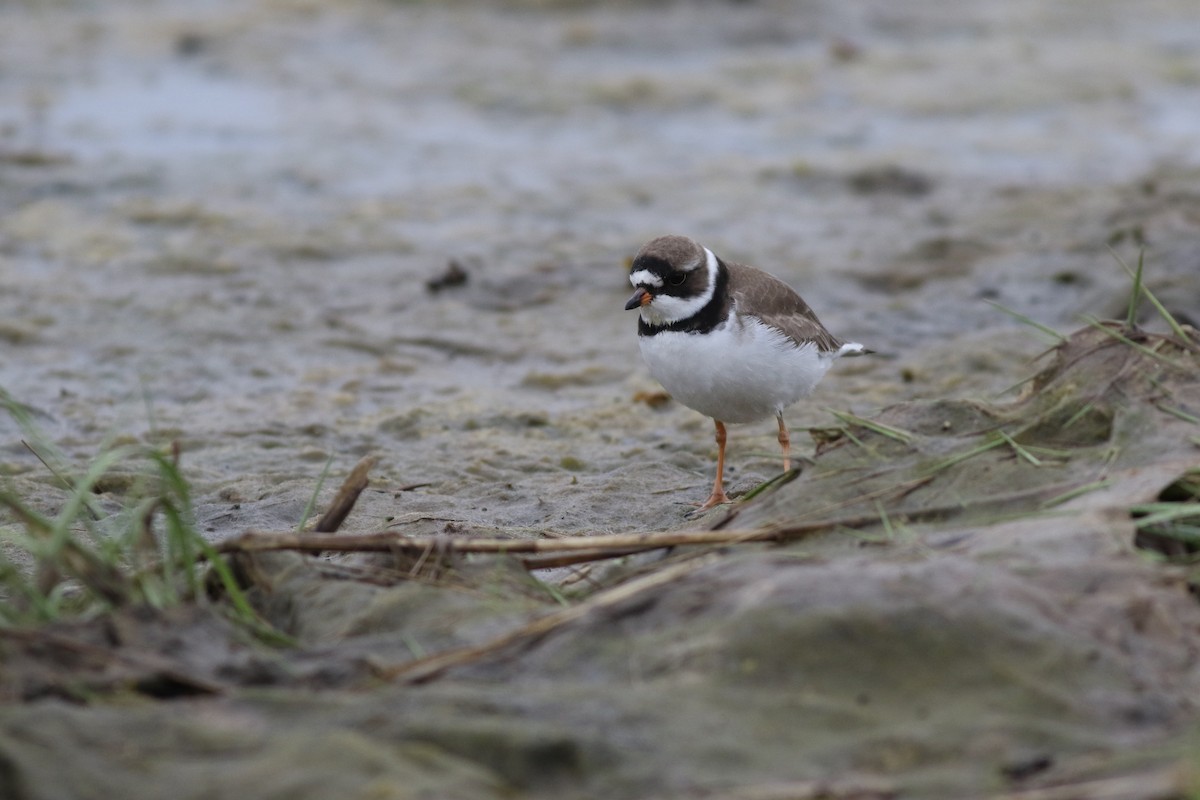 Semipalmated Plover - ML59985421