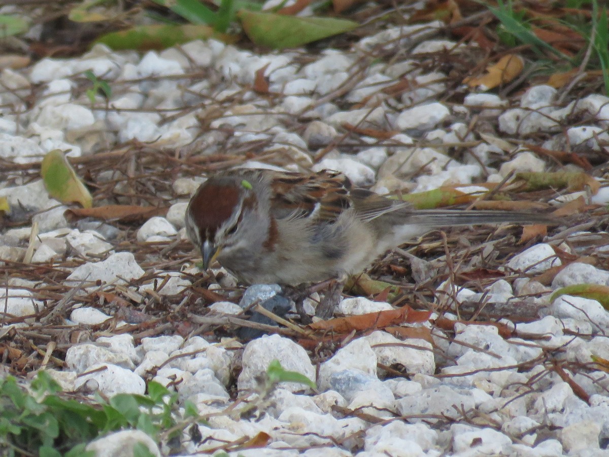 American Tree Sparrow - ML59985431