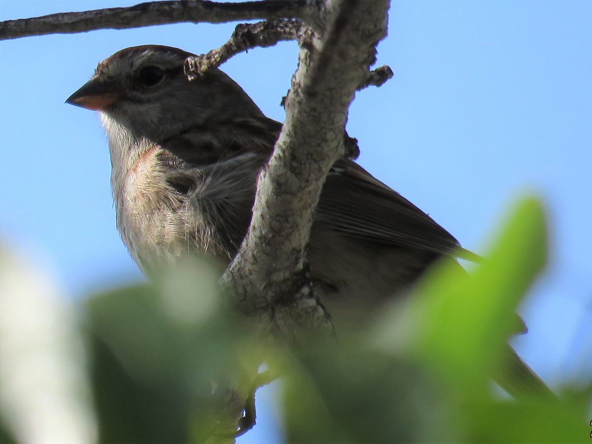 American Tree Sparrow - ML59985451