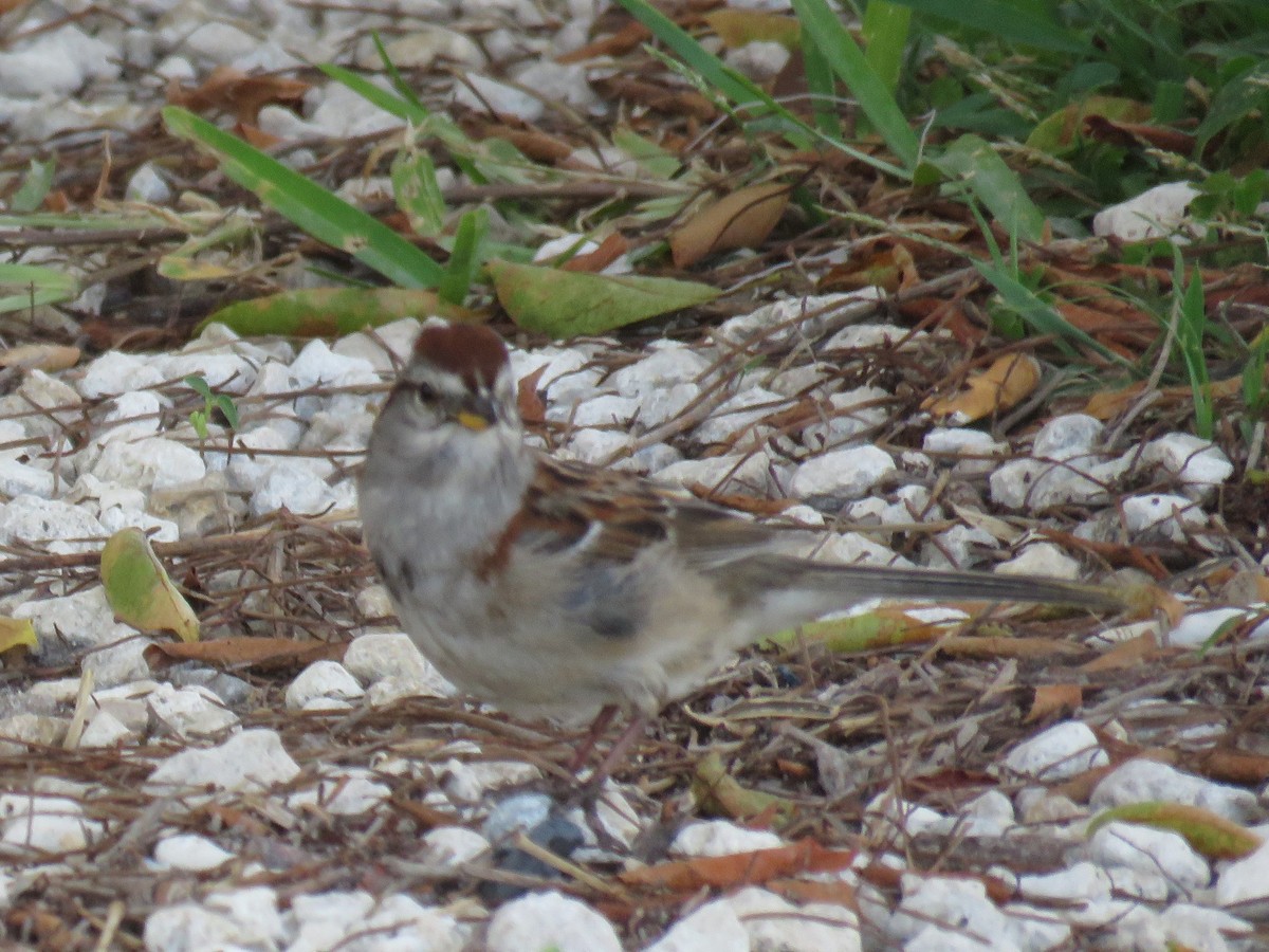 American Tree Sparrow - ML59985491