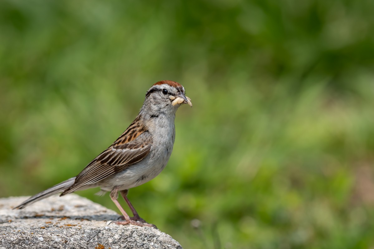 Chipping Sparrow - ML599857941