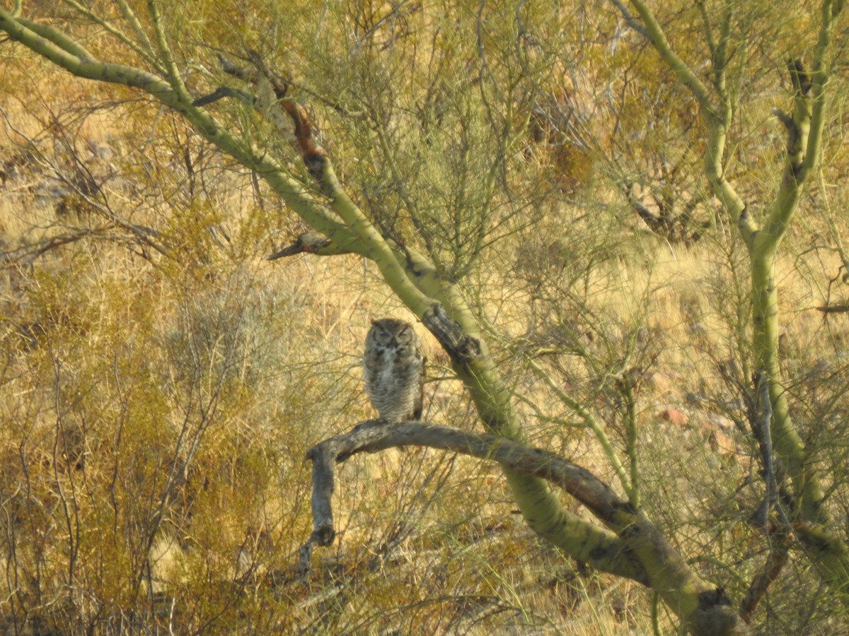 Great Horned Owl - ML599859121