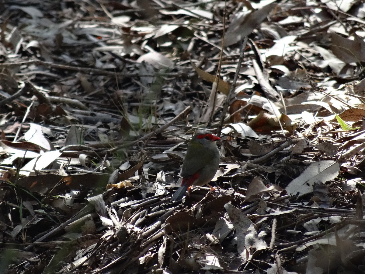 Red-browed Firetail - ML599860031