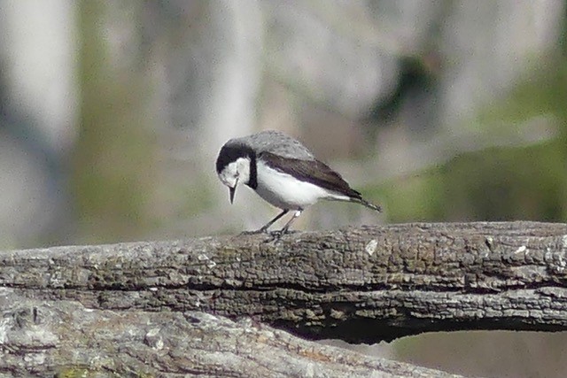 White-fronted Chat - ML599860471