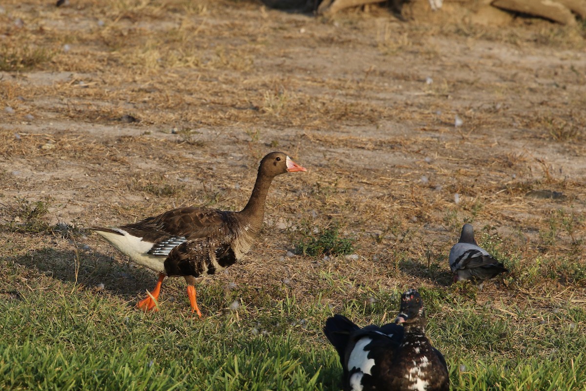 Greater White-fronted Goose - ML599861791