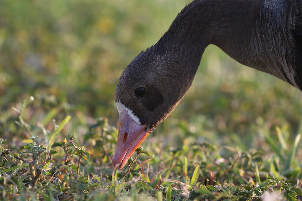Greater White-fronted Goose - ML599861801
