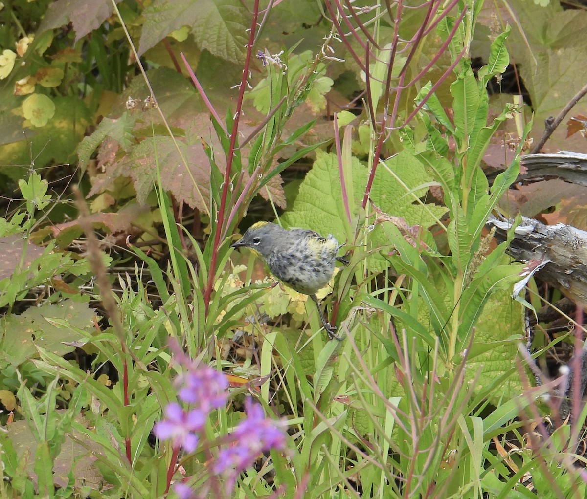 Yellow-rumped Warbler (Audubon's) - ML599863471