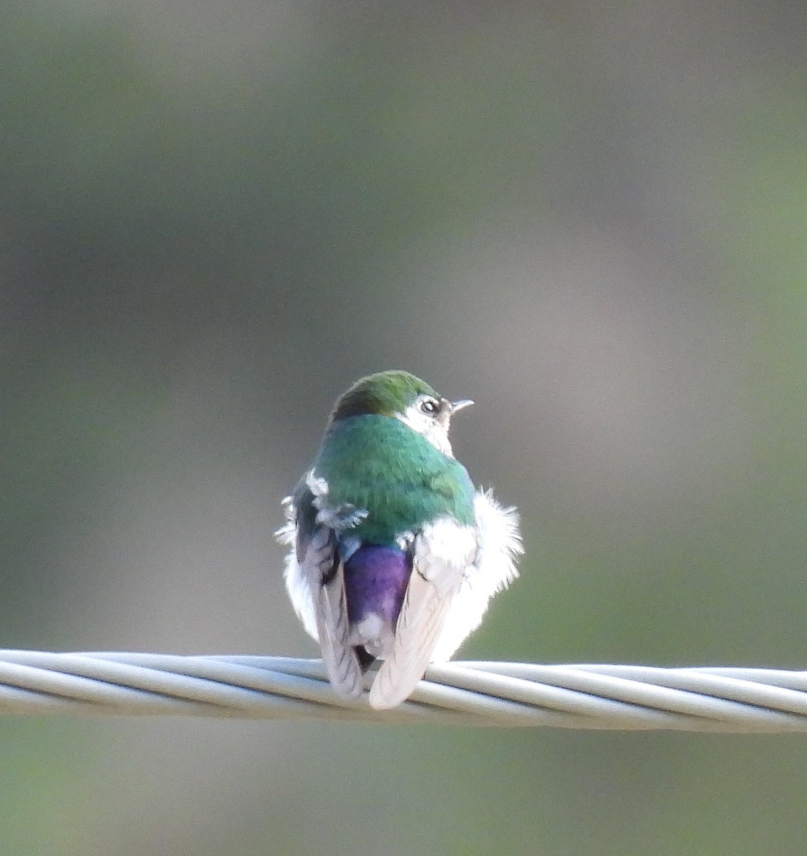 Violet-green Swallow - Kali B