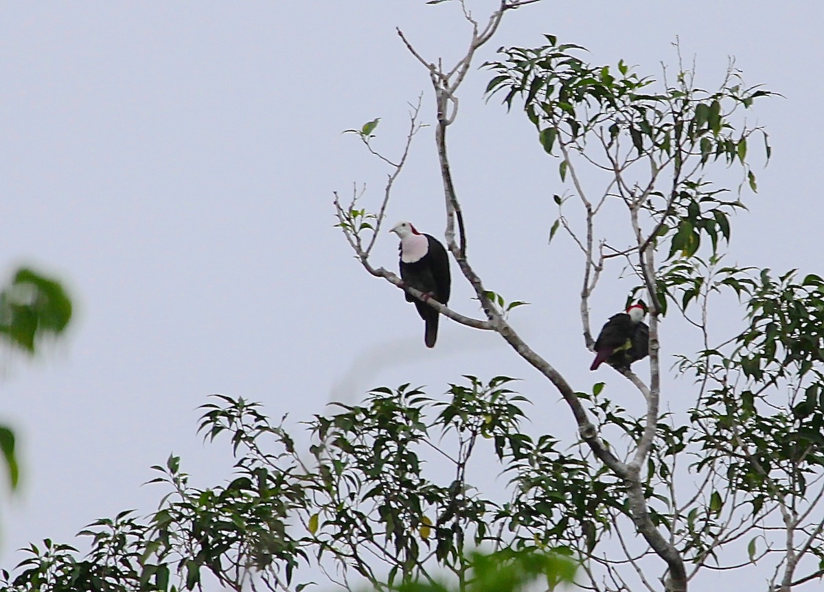 Red-naped Fruit-Dove - ML59986541